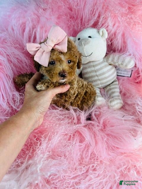 Toy Poodle dogs Toy Poodle 1 - Ad 1