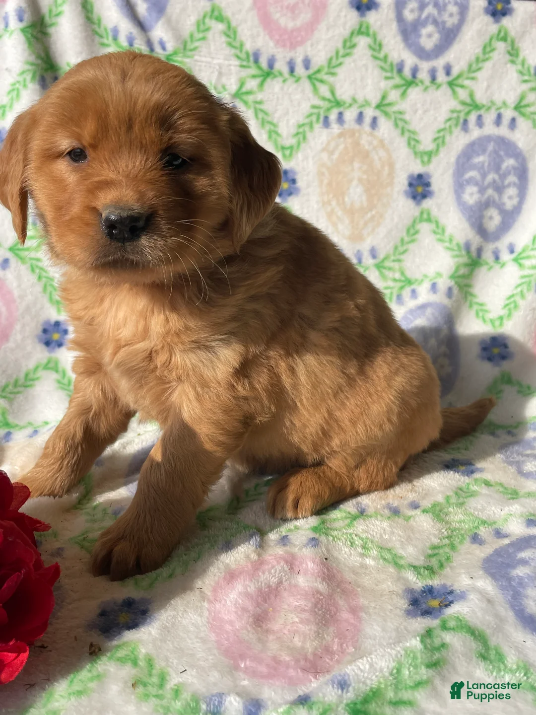Golden Retriever dogs for sale: Amber - Ad 4