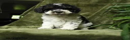 Miniature Poodle dogs for sale: Mildred - Ad 3