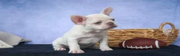 French Bulldog dogs for sale: 💕Jasmine  - Ad 19