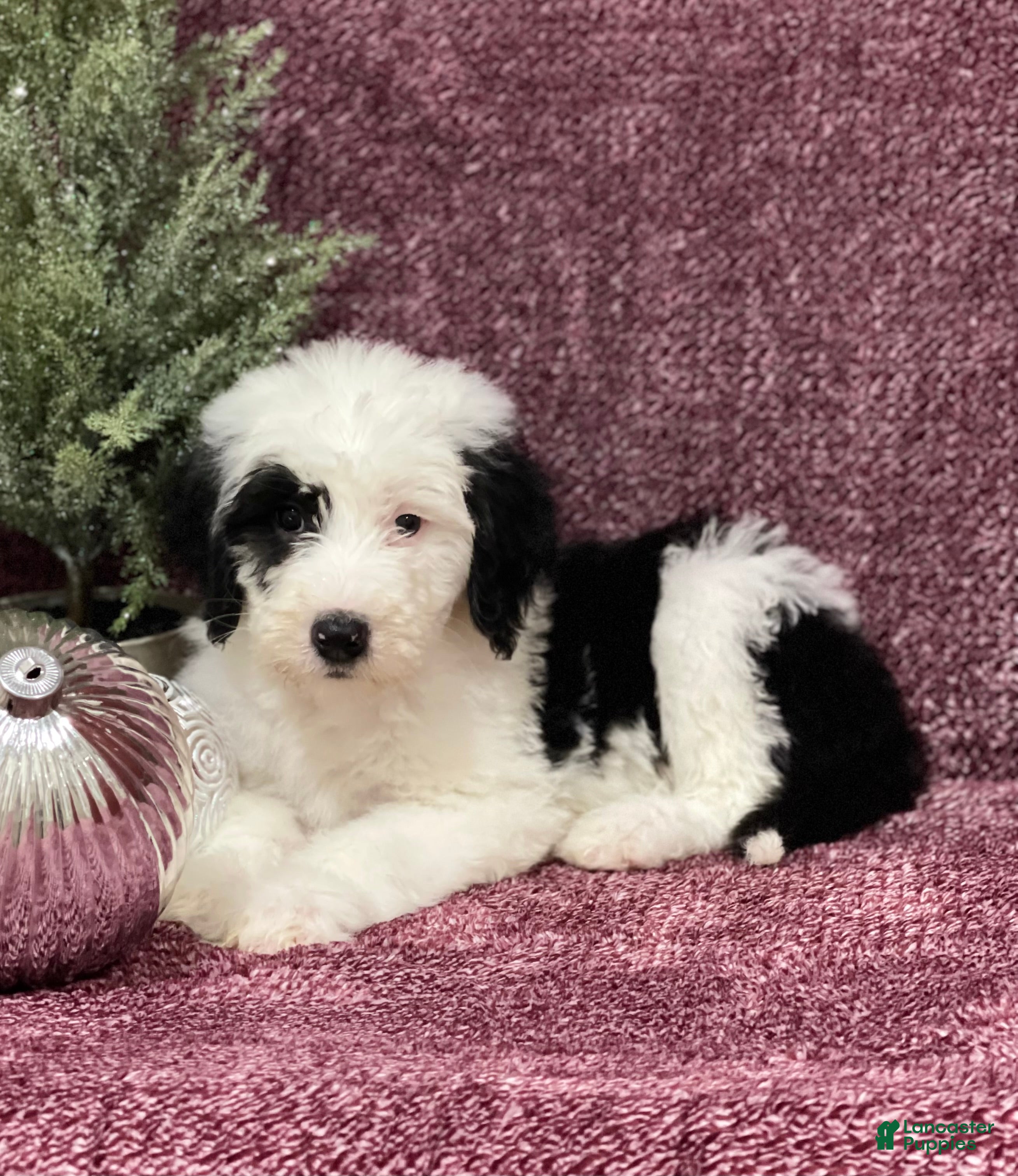 Sheepadoodle dogs Karla - Ad 5
