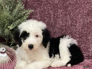 Sheepadoodle dogs Karla - Ad 11