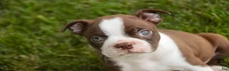 Boston Terrier dogs for sale: Brady Boston Terrier  - Ad 6