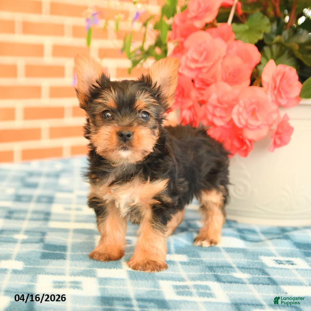 Yorkshire Terrier dogs for sale: Lily - Ad 1