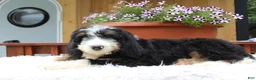 Bernedoodle dogs for sale: Matteo - Ad 4