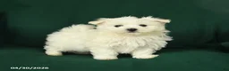 Maltese dogs for sale: Bingo - Ad 3
