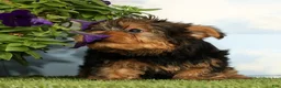 Yorkshire Terrier dogs for sale: Kipper - Ad 4