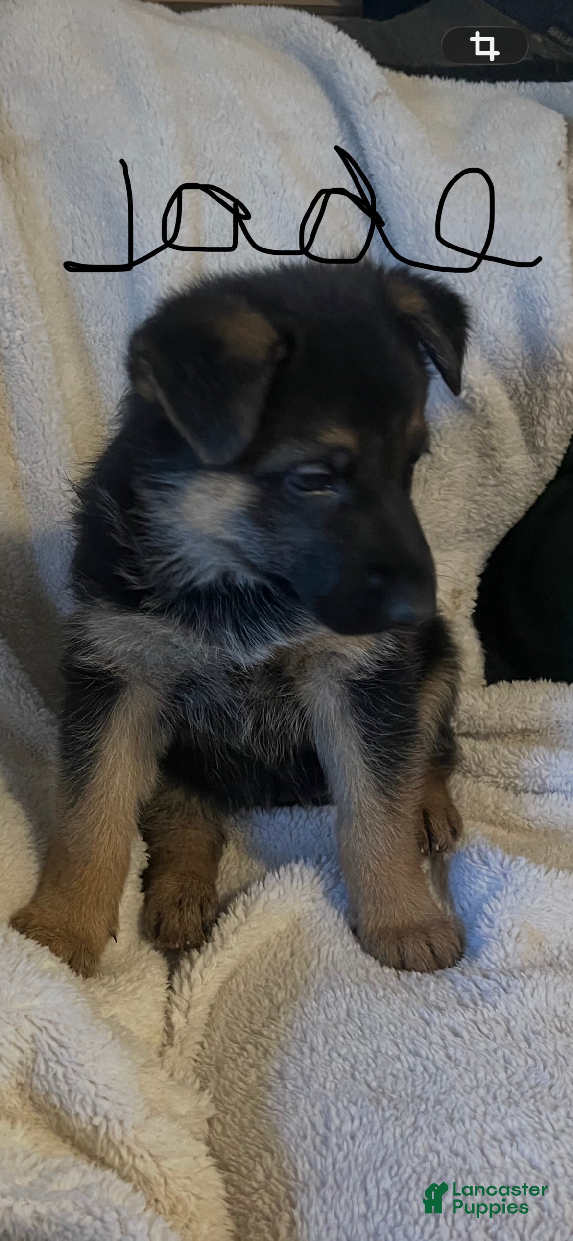 German Shepherd dogs Jade - Ad 26