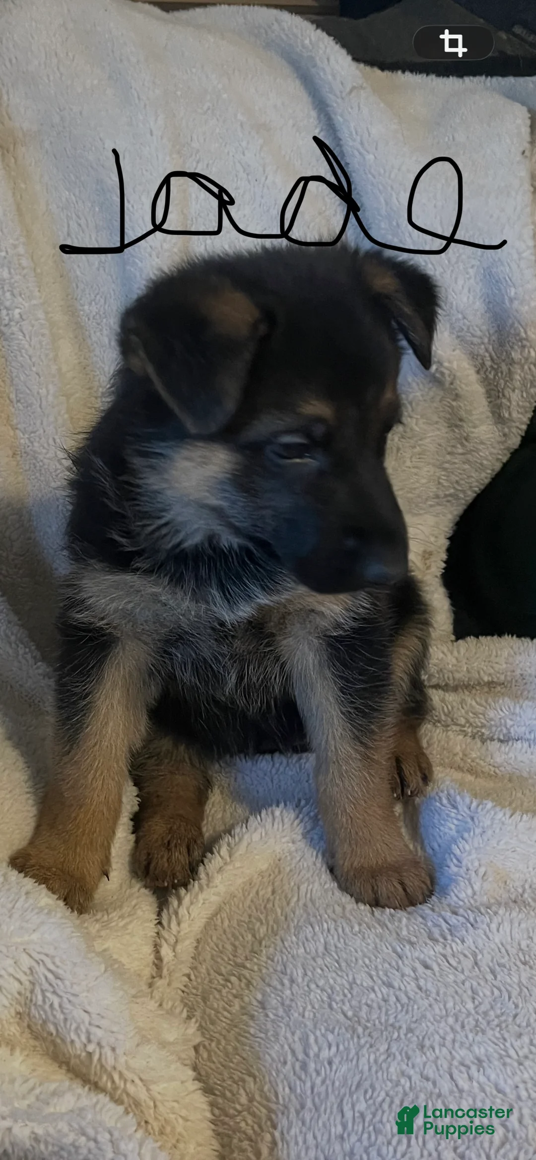 German Shepherd dogs for sale: Jade - Ad 1