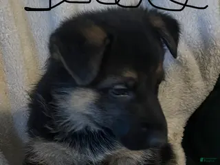 German Shepherd dogs Jade - Ad 26