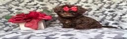Shihpoo dogs for sale: Eve - Ad 8