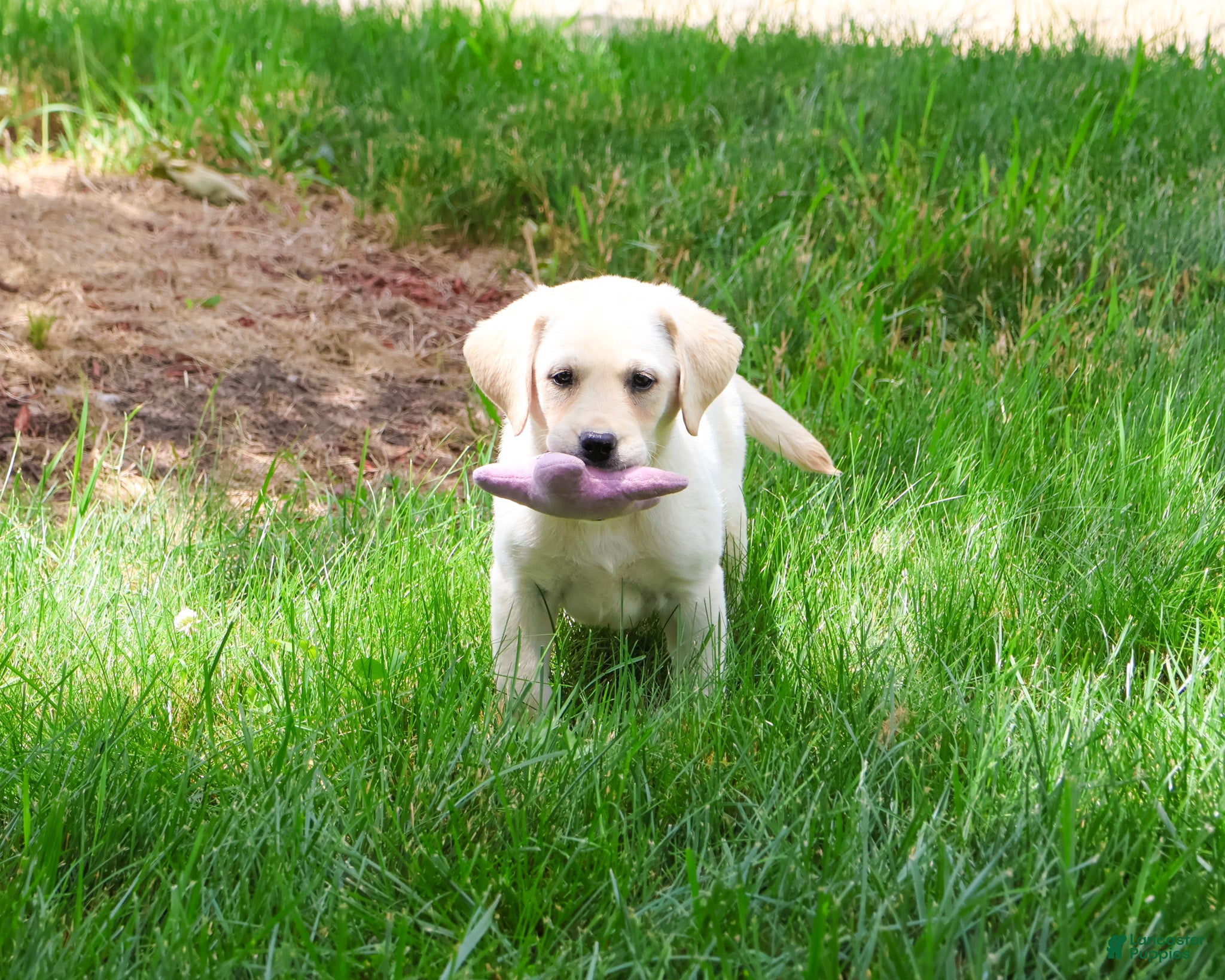 Labrador Retriever dogs Rosetta - Ad 36