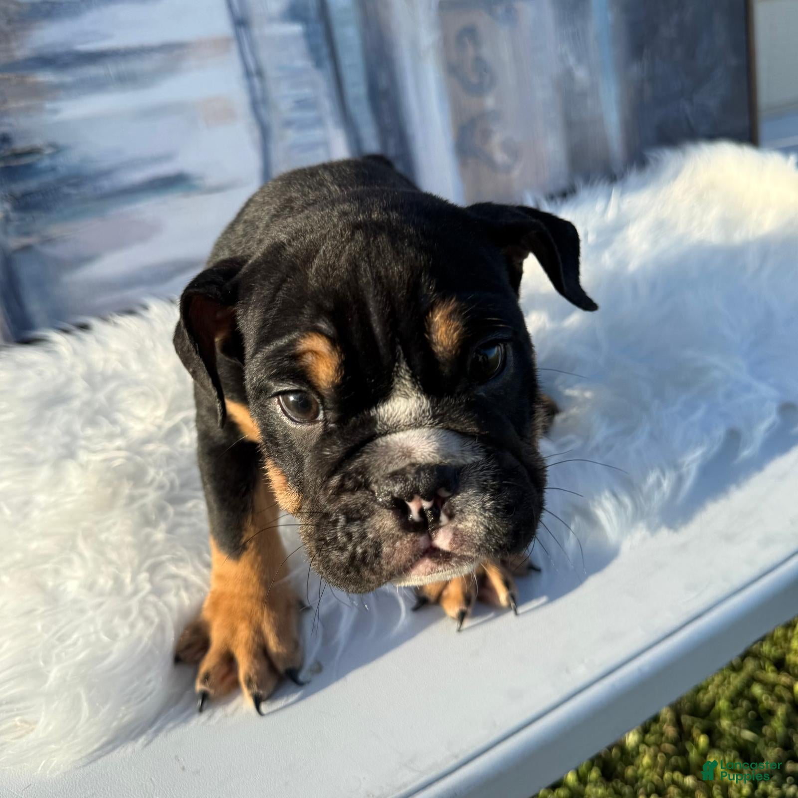 English Bulldog dogs Bruno_Male - Ad 2