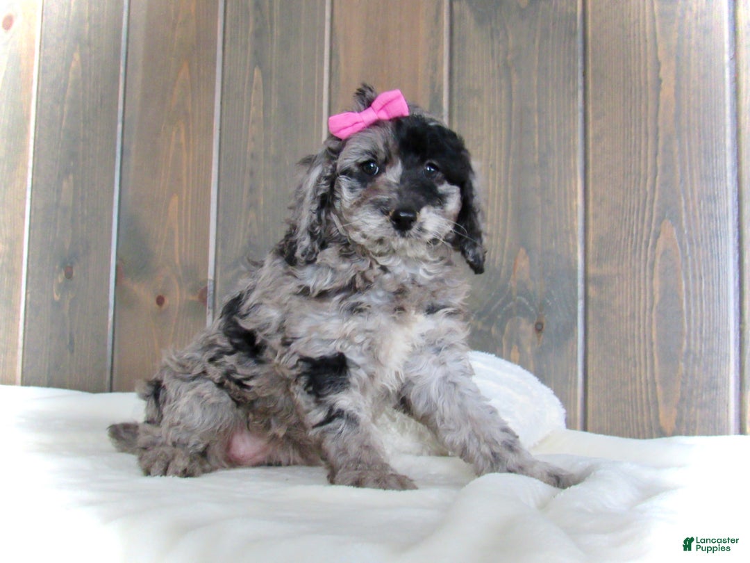 Mini Goldendoodle dogs for sale: Ellie - Ad 13