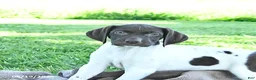 German Shorthaired Pointer dogs for sale: Garnet - Ad 4