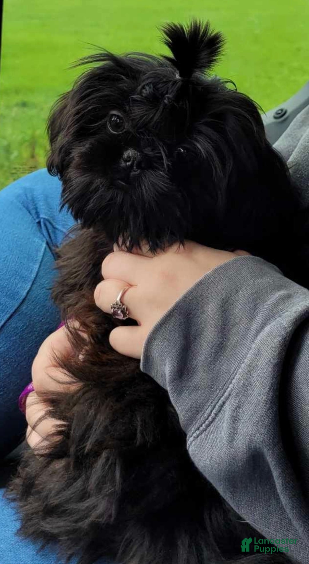 Shih Tzu dogs for sale: Buttons - Ad 14