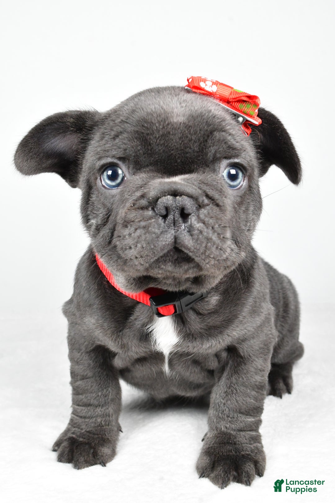 French Bulldog dogs for sale: Austin  - Ad 5