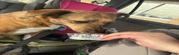 Mixed Breed dogs for sale: Mixed Breed Puppy 1 - Ad 1