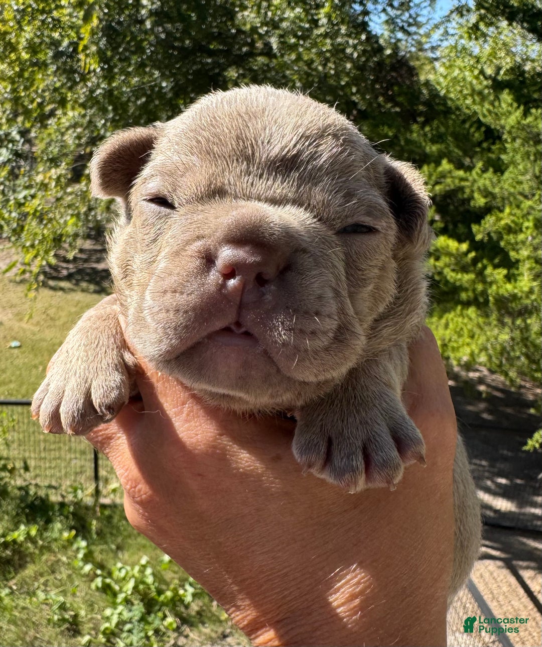 French Bulldog dogs for sale: French Bulldog Puppy 2 - Ad 3