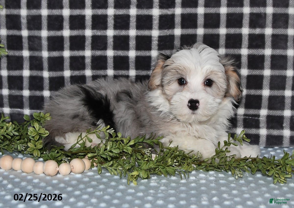 Havapoo dogs Emerson - Ad 1