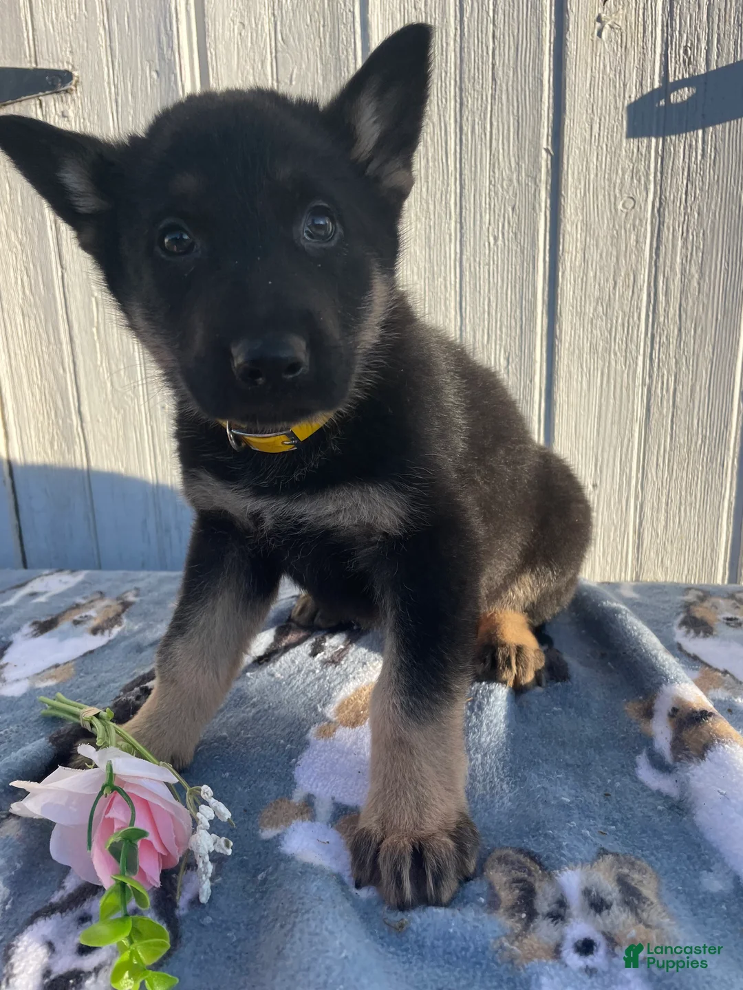 German Shepherd dogs for sale: Sarge - Ad 2