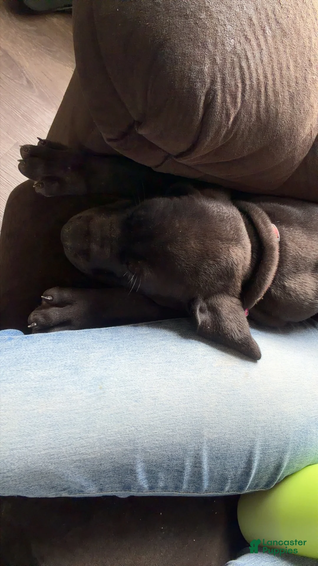 Great Dane dogs for sale: Great Dane 1 - Ad 2