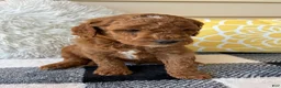 Mini Goldendoodle dogs for sale: Mini Goldendoodle “Theo” - Ad 7