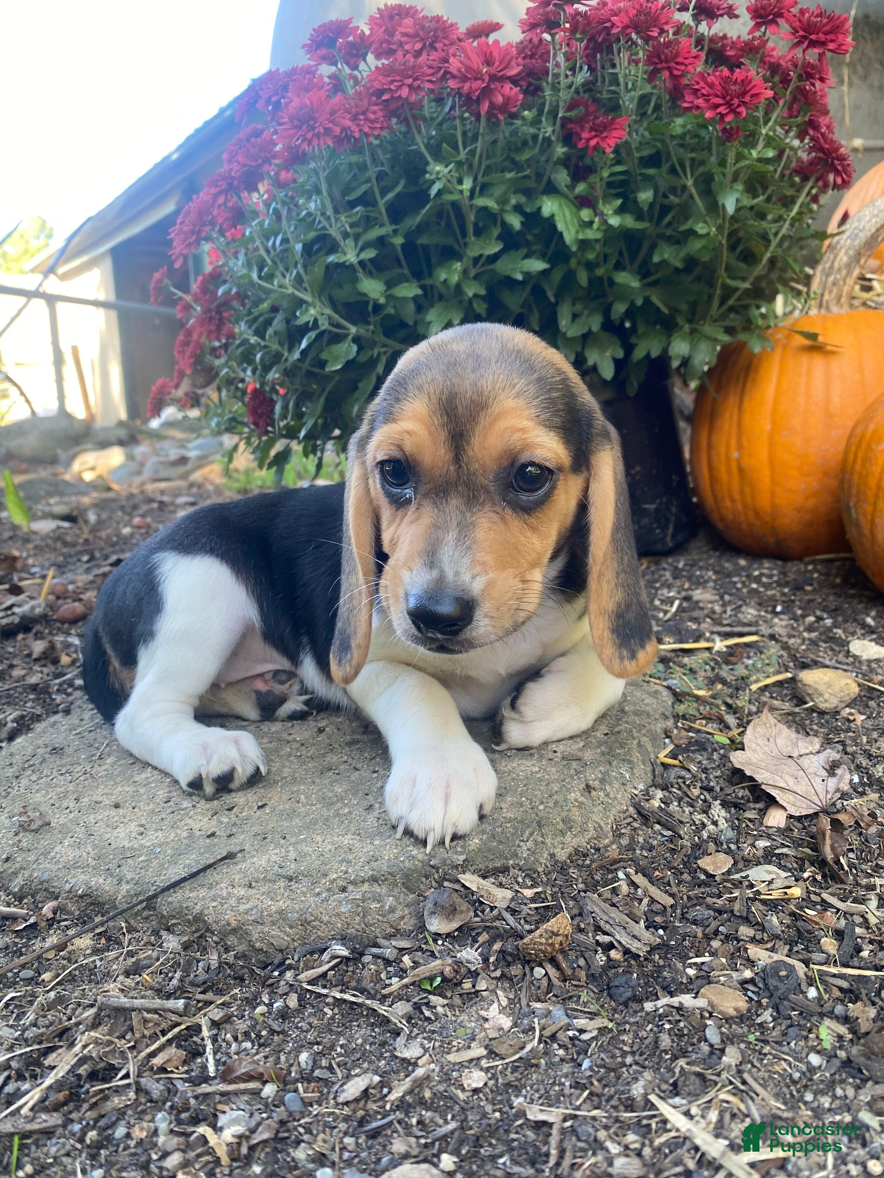 Beagle Puppies for sale in Ohio Lancaster Puppies