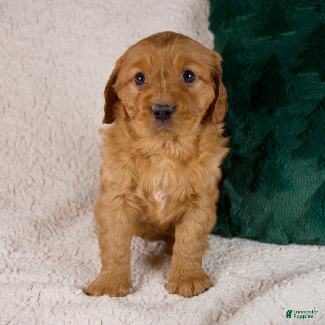 Mixed Breed dogs for sale: Miles - Ad 5