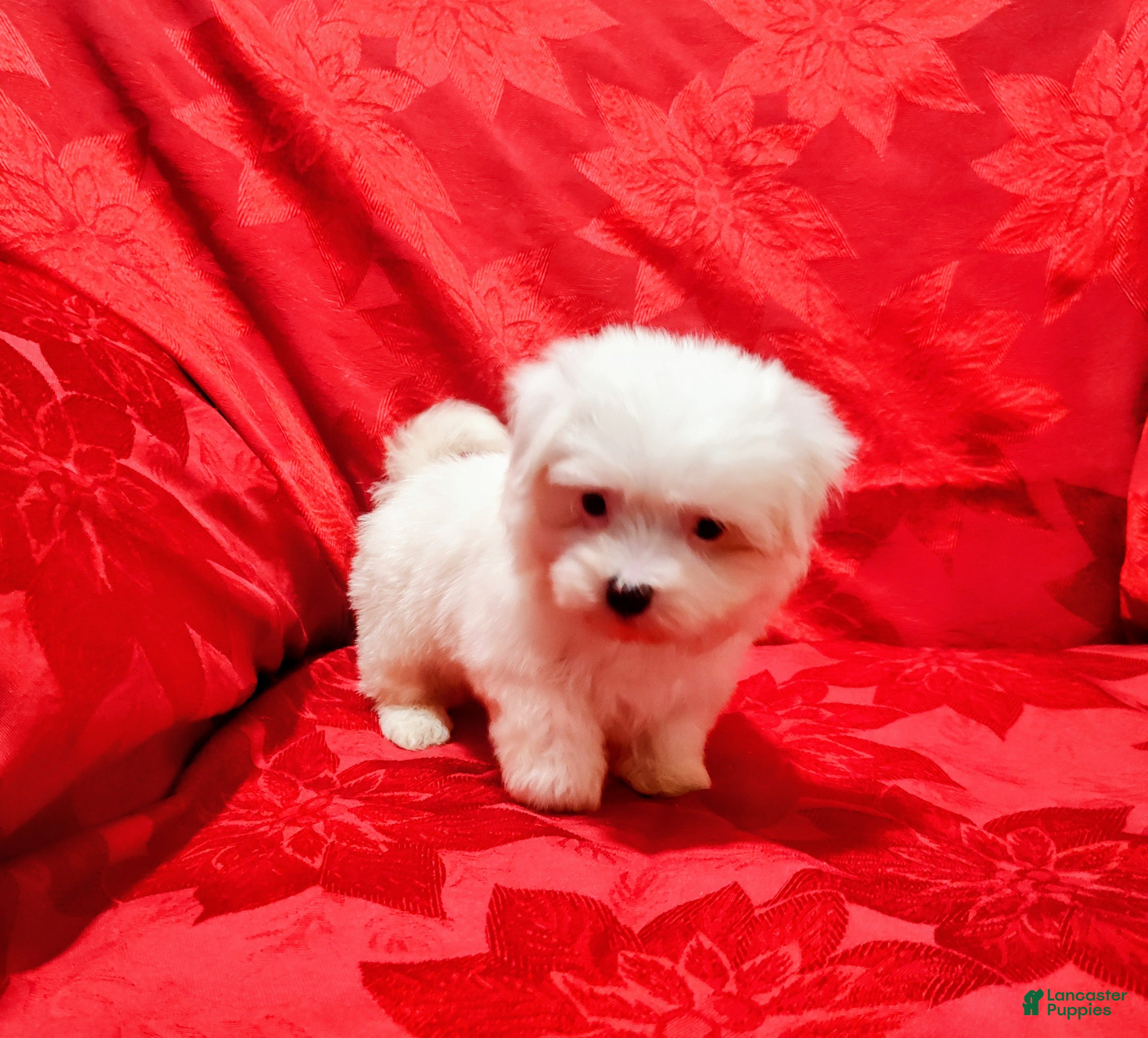 Maltese dogs for sale: Princess - Ad 1