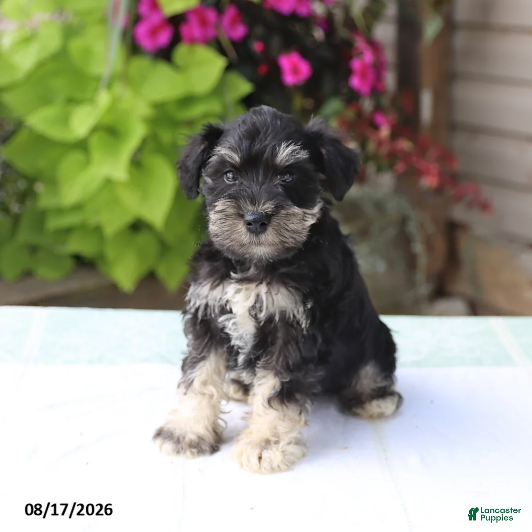Miniature Schnauzer dogs for sale: Paxton - Ad 5