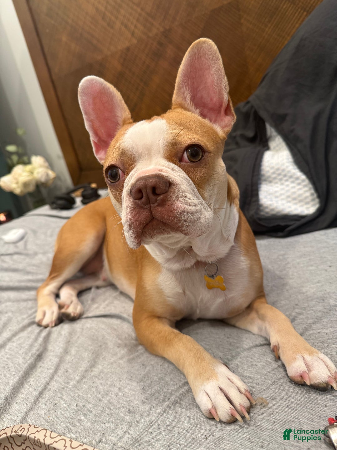 Frenchton dogs for sale: Penelope  - Ad 5