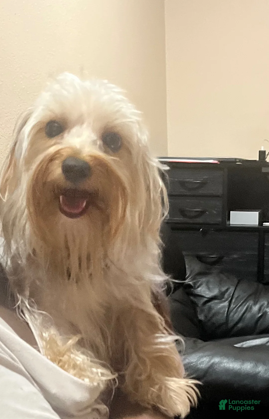 Yorkshire Terrier dogs for sale: Yorkshire Terrier 3 Male  - Ad 5