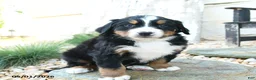 Bernese Mountain Dog dogs for sale: Big Ben - Ad 2