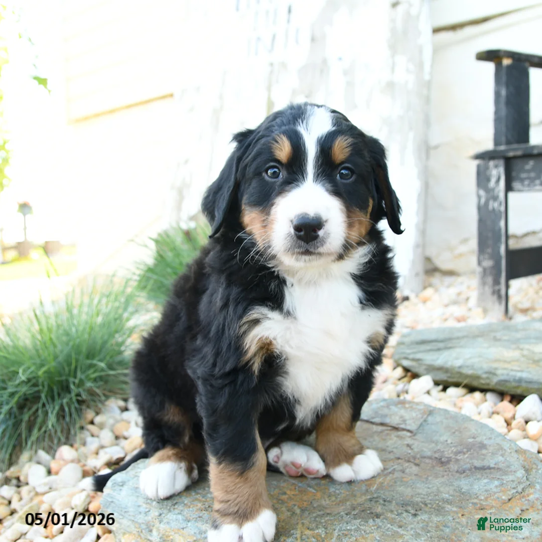 Bernese Mountain Dog dogs for sale: Big Ben - Ad 2