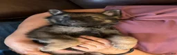 German Shepherd dogs for sale: German Shepherd 2 - Ad 4