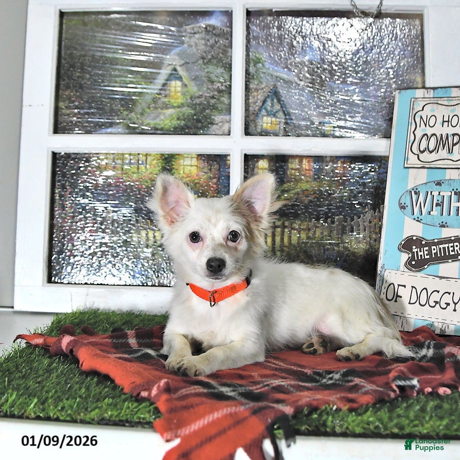 Chihuahua dogs Beau - Ad 1