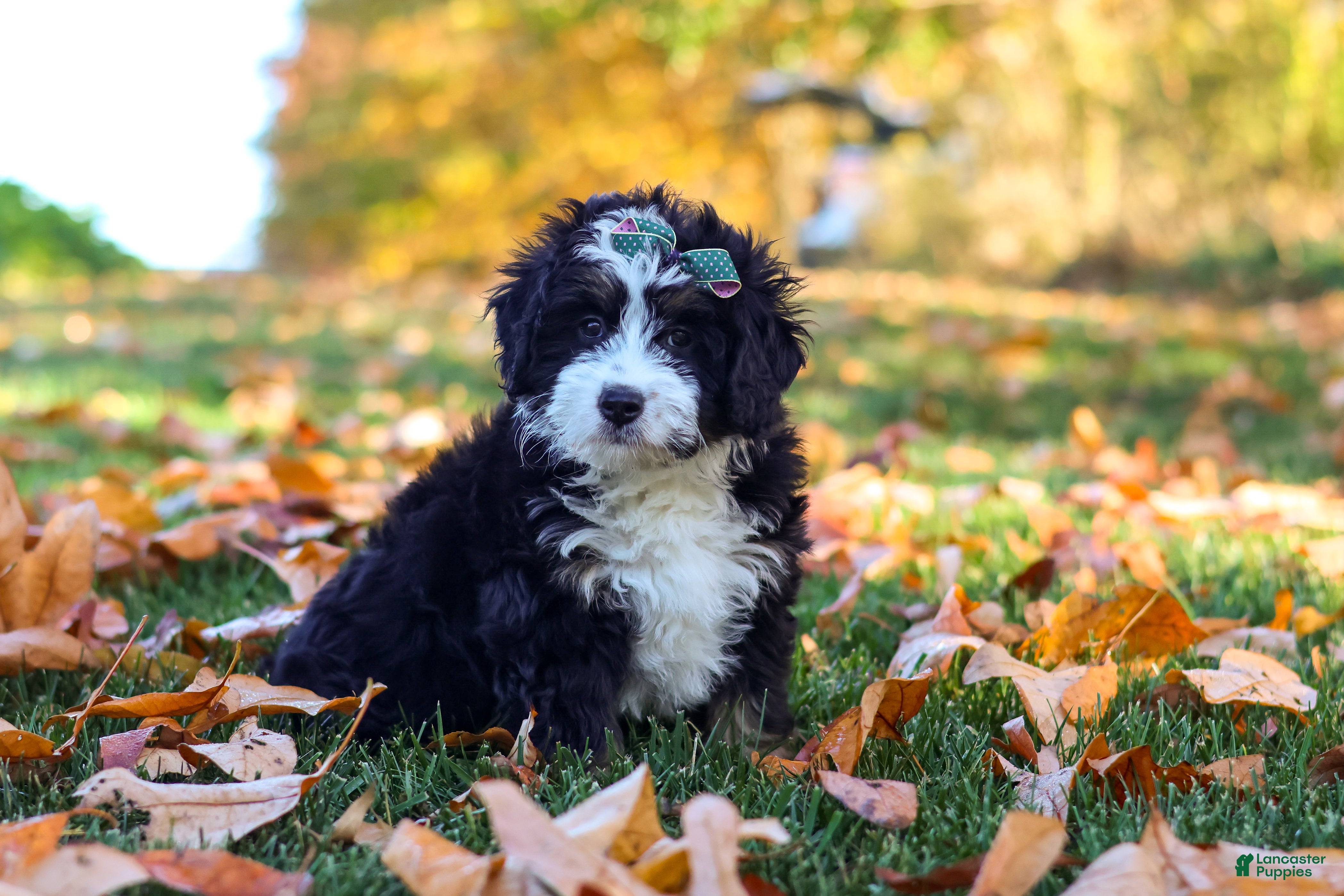 Mini Bernedoodle dogs for sale: Amber - Ad 1