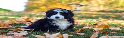 Mini Bernedoodle dogs for sale: Amber - Ad 1