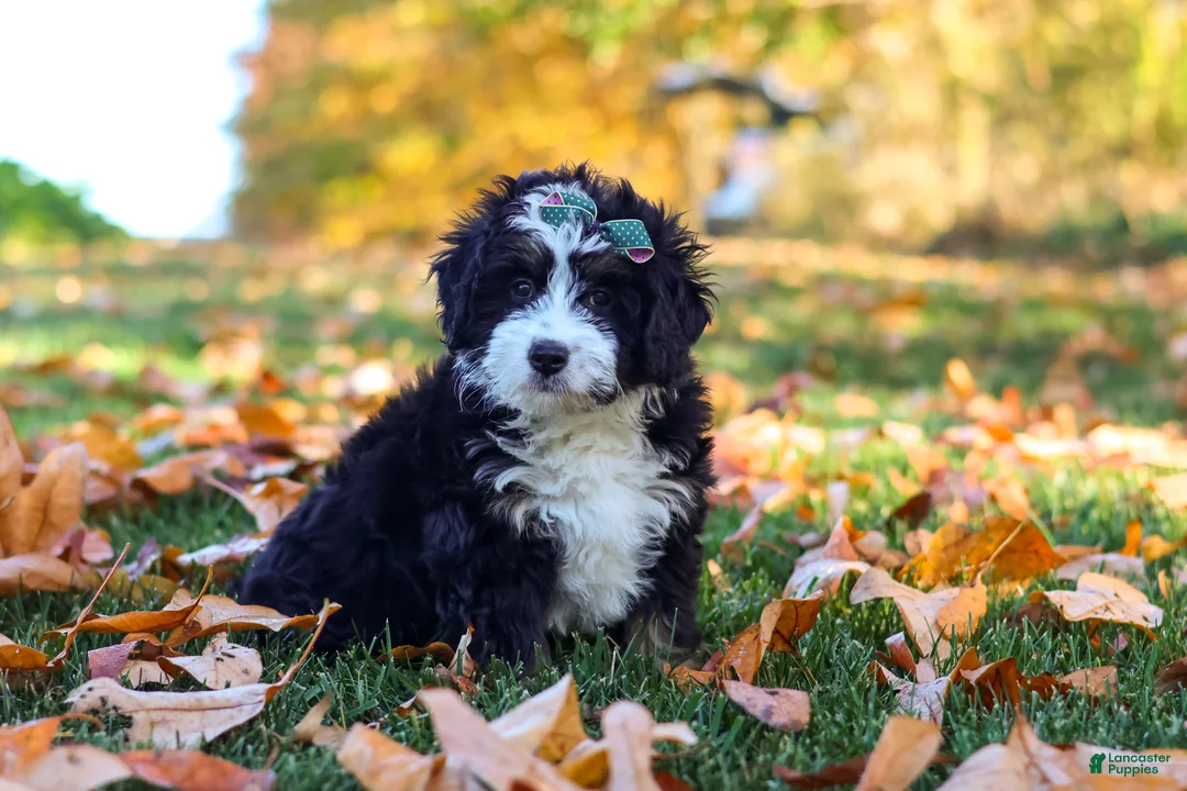 Mini Bernedoodle dogs for sale: Amber - Ad 1