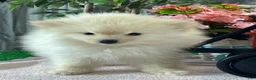 Pomeranian dogs for sale: Pete - Ad 3