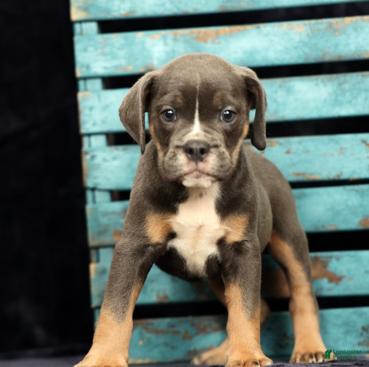 Beabull dogs Chad - Ad 1
