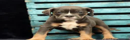 Beabull dogs for sale: Chad - Ad 1