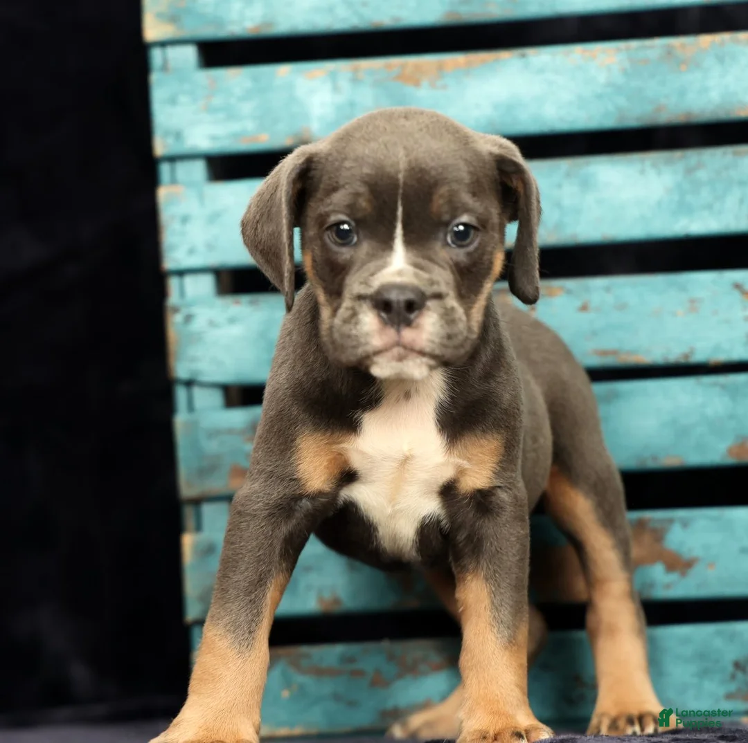 Beabull dogs for sale: Chad - Ad 1
