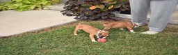 Boxer dogs for sale: ROSE BUD - Ad 4