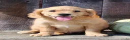 Miniature Golden Retriever dogs for sale: Maxx Male Mini Golden Retriever - Ad 7