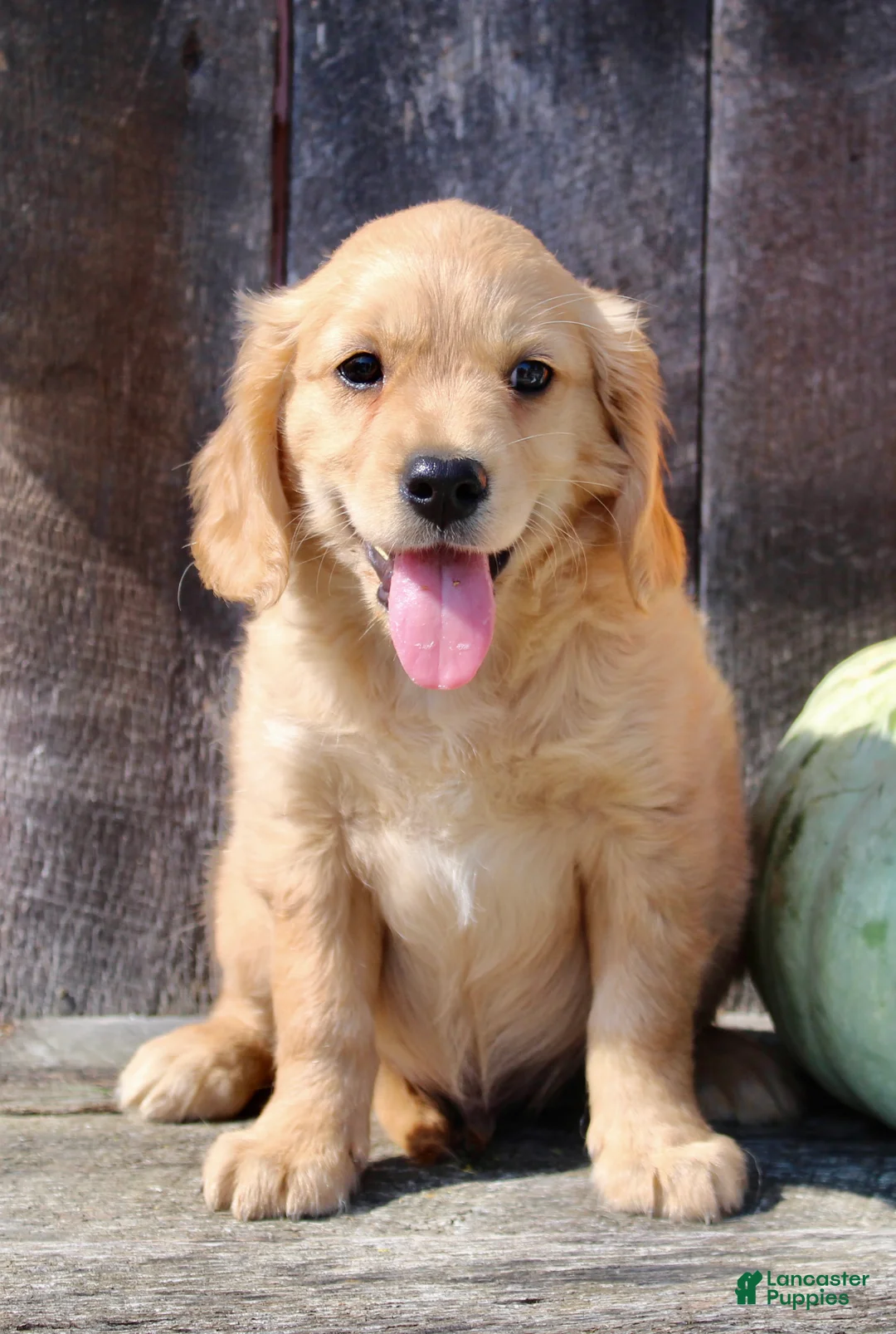 Miniature Golden Retriever dogs for sale: Maxx Male Mini Golden Retriever - Ad 7