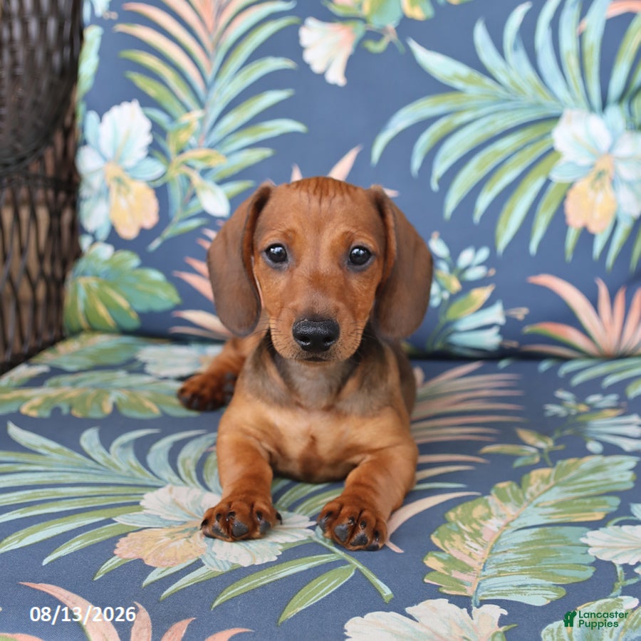 Miniature Dachshund dogs Jake - Ad 2
