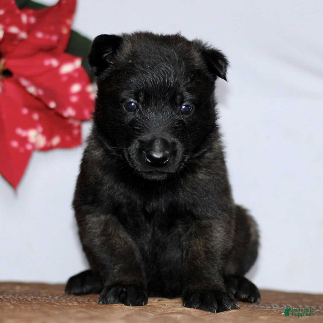 Belgian Malinois dogs for sale: Alex  - Ad 2