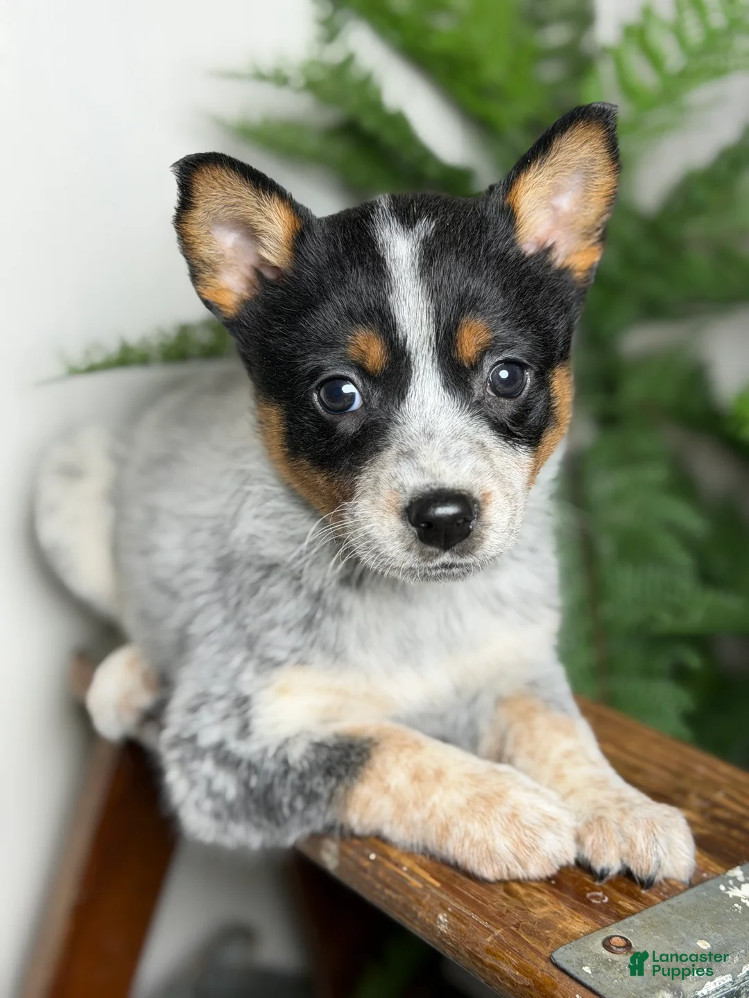 Australian Cattle Dog dogs for sale: Australian Cattle Dog Puppy 5 - Ad 2